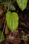 Blue Ridge carrionflower